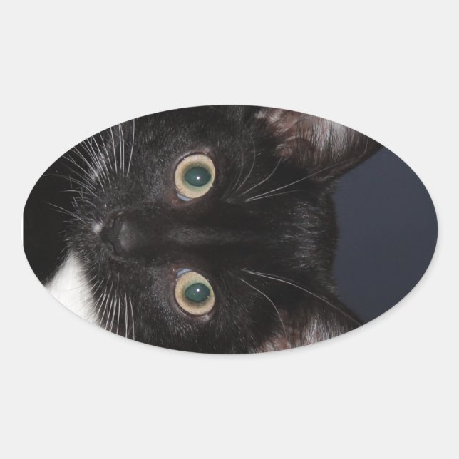 I LUV KATZ OVAL STICKER (Front)