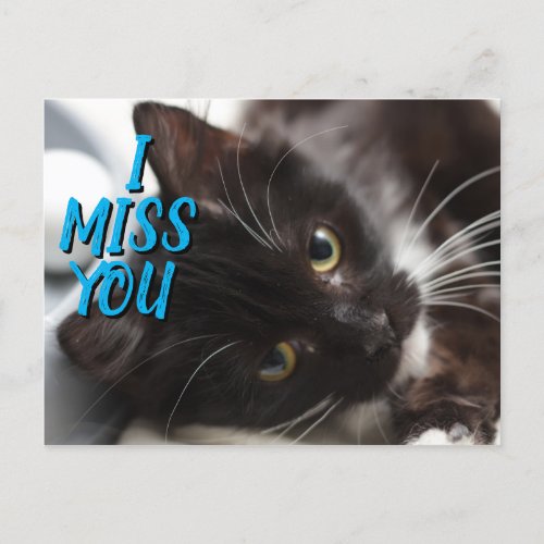 I Miss You BlackWhite Cat Postcard