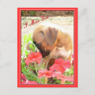 I miss you boxer postcard