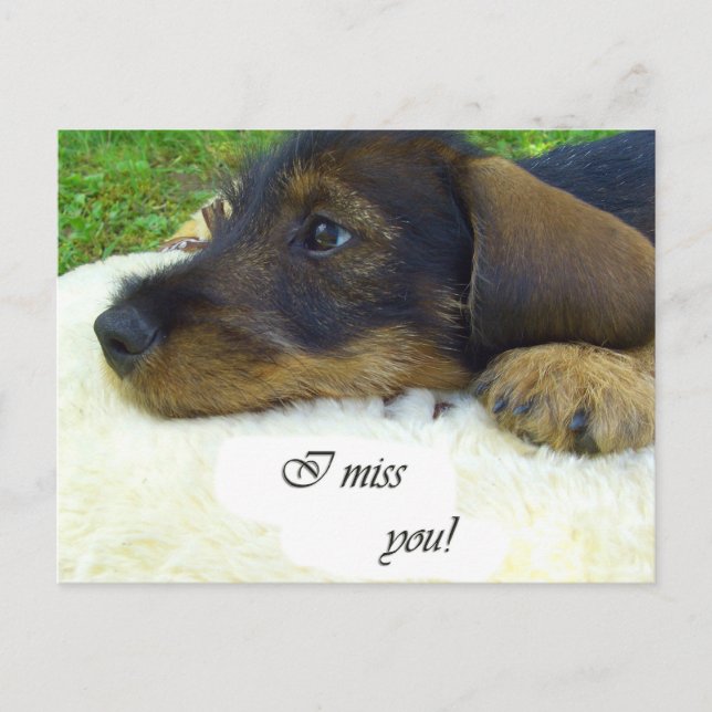 I miss you - Cute Dachshund Postcard (Front)