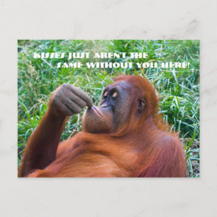 I Miss You Funny Orangutan Postcard