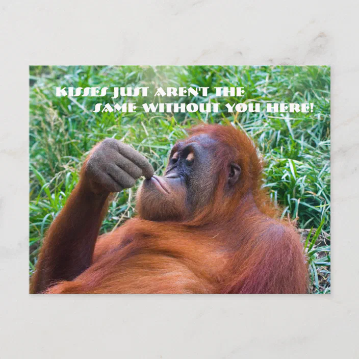 I Miss You Funny Orangutan Postcard Zazzle Com