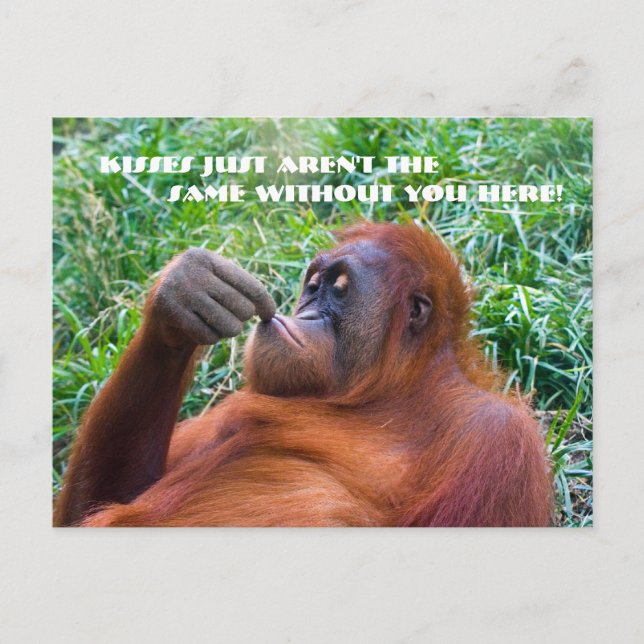 I Miss You Funny Orangutan Postcard (Front)