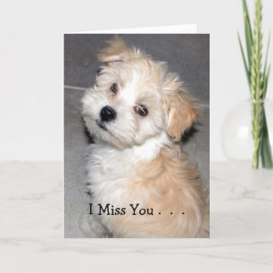 I Miss You. - Havanese puppy Card