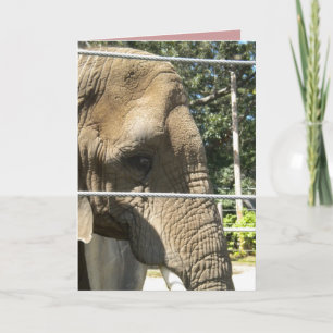 I miss you, let's do lunch, sad elephant card