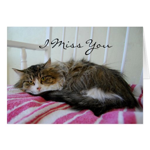 I Miss You, Maine Coon Cat Card | Zazzle