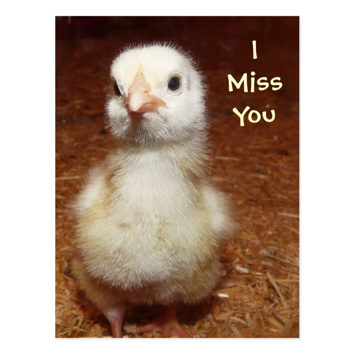 I miss you Sad Baby Chick Postcard