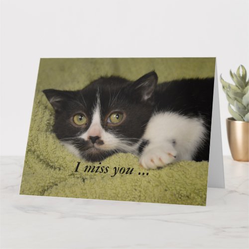 I Miss You, Shy Tuxedo Kitten Card