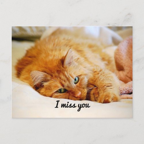 I Miss You Sweet Orange Maine Coon Cat Postcard