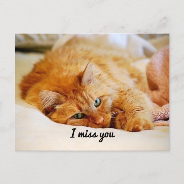 I Miss You, Sweet Orange Maine Coon Cat Postcard (Front)