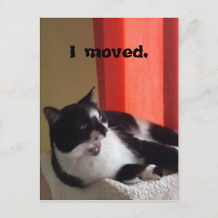 I moved Cute Tuxedo Cat Talking Photo Postcards