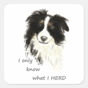 I only know what I herd Border Collie Dog Quote Square Sticker