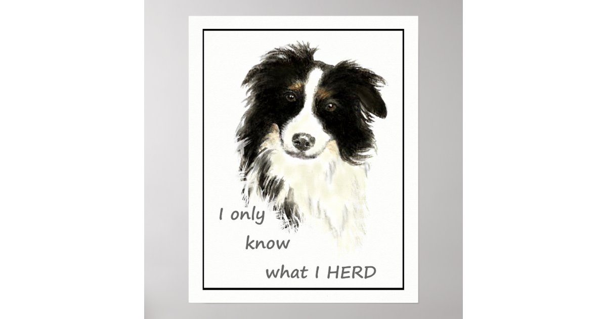 "I only know what I HERD" "Border Collie" quote Poster