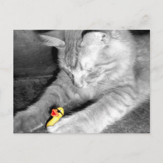 'I Said Don't Feed the Cat' Rubber Duck Postcard
