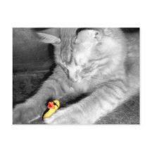'I Said Don't Feed the Cat' Rubber Duck Postcard