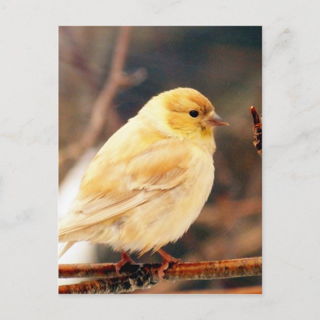 I See Spring Postcard (Front)