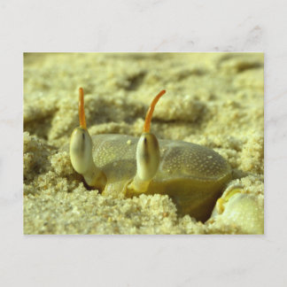 I see you - crab at the beach close up postcard