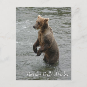 I see you fishy, Brooks Falls Alaska Postcard
