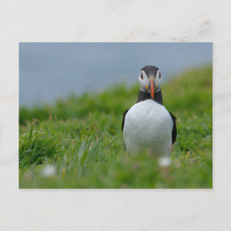 I See You Puffin Postcard