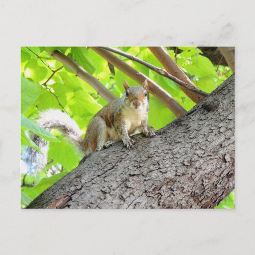 I See You Squirrel Postcard