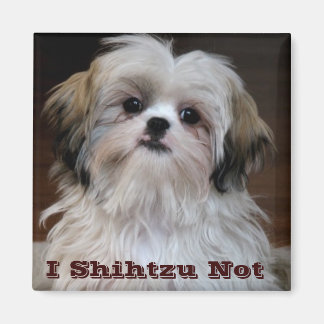shih tzu joke shih tzu gifts on zazzle shih tzu joke shih tzu gifts on zazzle