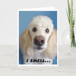 I Smell An Old Fart White Poodle With Big Nose Card