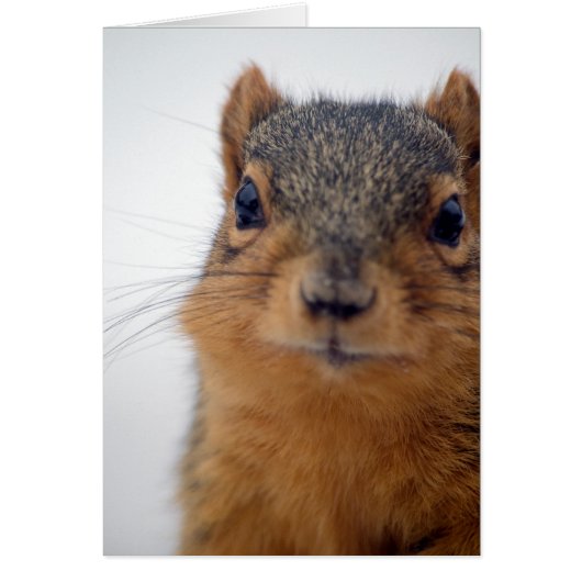I, Squirrel Cards (Front)
