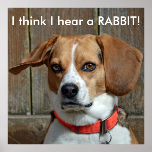 I think I hear a RABBIT Beagle Poster