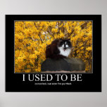 I Used To Be.. Cat Artwork Funny Poster at Zazzle