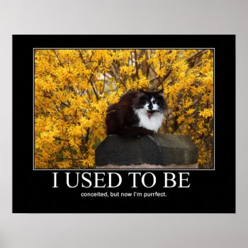 I Used To Be.. Cat Artwork Funny Poster by artisticcats at Zazzle