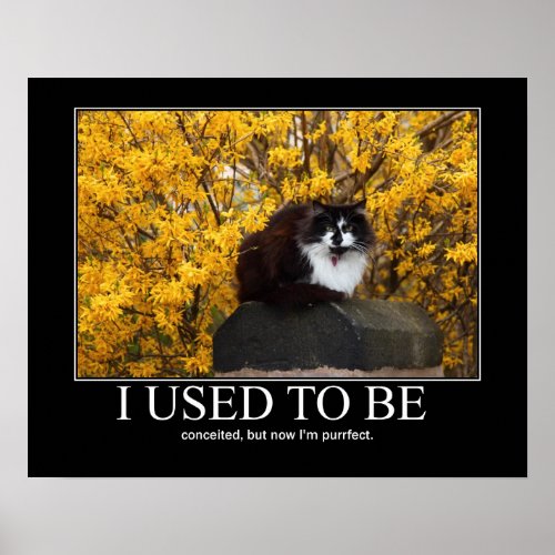 I Used to Be Cat Artwork Funny Poster