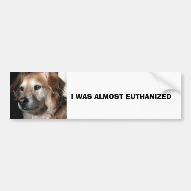 I WAS ALMOST EUTHANIZED BUMPER STICKER (Front)