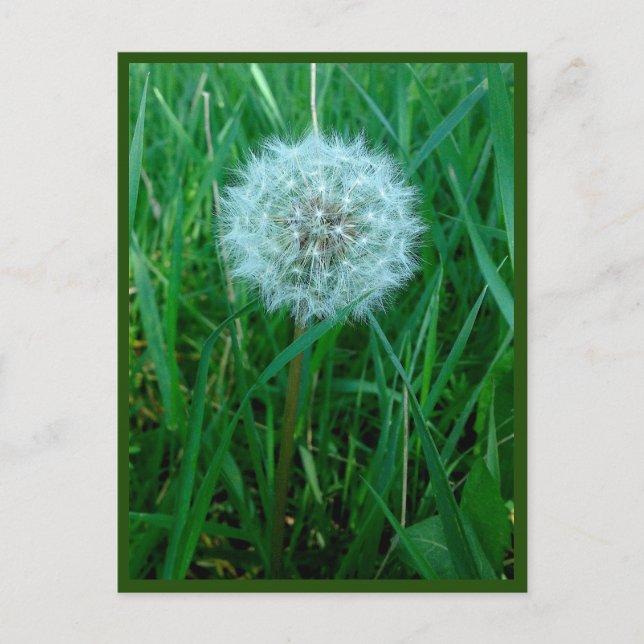 I Wish Postcard (Front)