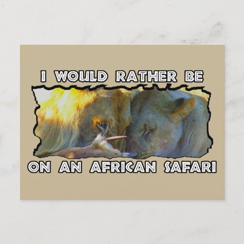 I Would Rather African Safari Lion Feast Holiday Postcard