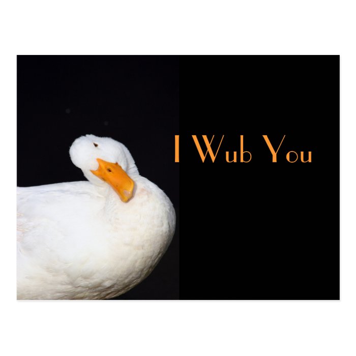 I Wub You, Cute White Duck Postcards