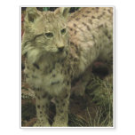 Iberian Lynx Temporary Tattoos