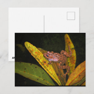 Iberian Water Frog Portrait Postcard