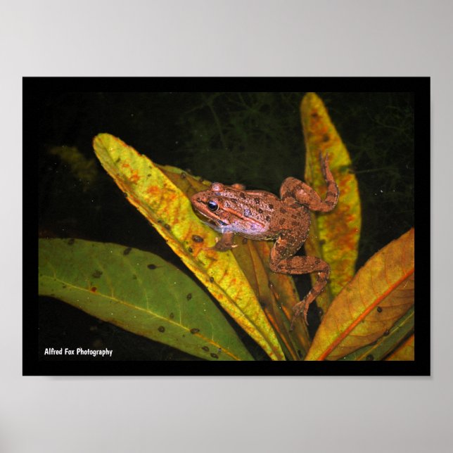 Iberian Water Frog Portrait Poster (Front)