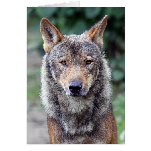 iberian wolf cards (Front)
