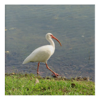 Ibis acrylic wall art