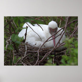 Ibis Bird in Nest Poster