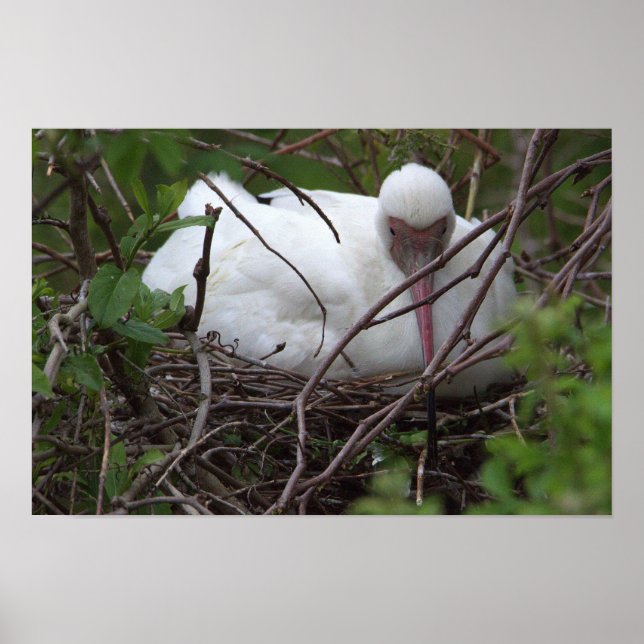 Ibis Bird in Nest Poster (Front)