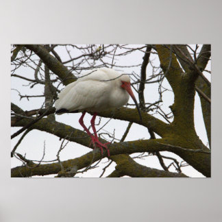 Ibis Bird in Tree Poster