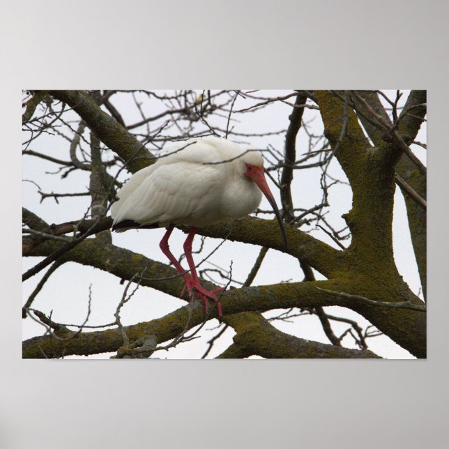 Ibis Bird in Tree Poster (Front)