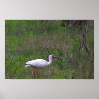 Ibis Bird Photo Poster