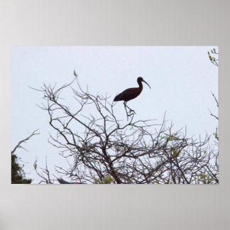 Ibis Bird Poster