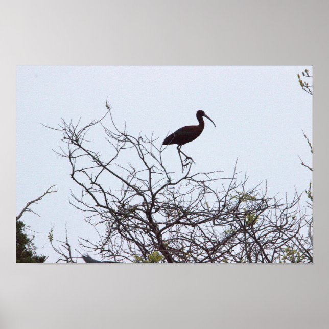 Ibis Bird Poster (Front)