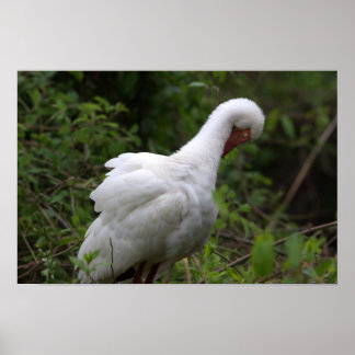 Ibis Bird Poster