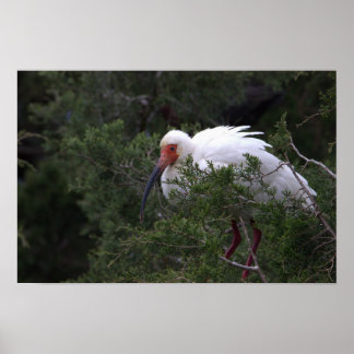 Ibis Bird Poster