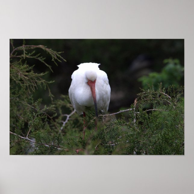 Ibis Bird Poster (Front)